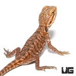 ug_baby_inferno_silky_bearded_dragon_1.jpg