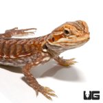 ug_baby_inferno_silky_bearded_dragon_2.jpg