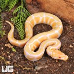 ug_Albino_Pastel_Spotnose_Ball_Python_2.jpg