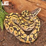 ug_Pastel_Mocha_Ball_Python_2.jpg