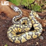 ug_Ghost_Super_Pastel_Ball_Python_2.jpg