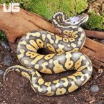 ug_Ghost_Super_Pastel_Ball_Python_1.jpg