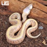 ug_Super_Pastel_Pinstripe_Ball_Python_(KillerBlast)_2.jpg