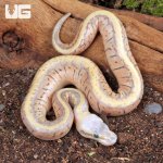 ug_Super_Pastel_Pinstripe_Ball_Python_(KillerBlast)_1.jpg