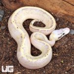 ug_Pastel_Super_Spark_Ball_Python_2.jpg