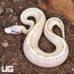 ug_Pastel_Super_Spark_Ball_Python_1.jpg