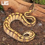 ug_Ghost_Enchi_Mojave_Ball_Python_3.jpg