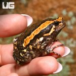 ug_new_chubby_frog_4.jpg