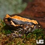 ug_new_chubby_frog_3.jpg