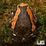 ug_new_chubby_frog_2.jpg