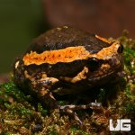 ug_new_chubby_frog_1.jpg