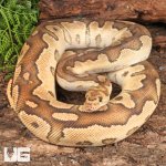 ug_Adult_Male_Mojave_Clown_Ball_Python_2.jpg