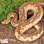 ug_Adult_Male_Mojave_Clown_Ball_Python_1.jpg