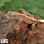 ug_Baby_Red_Phantom_Dalmation_Crested_Gecko_6.jpg