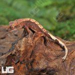 ug_Baby_Red_Phantom_Dalmation_Crested_Gecko_5.jpg