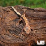 ug_Baby_Red_Phantom_Dalmation_Crested_Gecko_4.jpg
