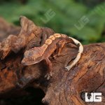 ug_Baby_Red_Phantom_Dalmation_Crested_Gecko_3.jpg