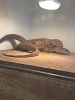 IMG_2087.jpeg