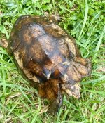 IMG_9063.jpeg