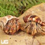 ug_Ecuadorian_Hermit_Crab_4.jpg