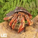 ug_Ecuadorian_Hermit_Crab_3.jpg