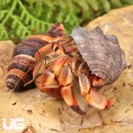ug_Ecuadorian_Hermit_Crab_2.jpg