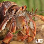 ug_Ecuadorian_Hermit_Crab_1.jpg