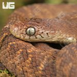 ug_Western_Forest_Egg_Eating_Snake_5.jpg