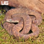 ug_Western_Forest_Egg_Eating_Snake_1.jpg