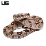 ug_baby_colombian_redtail_boa_4.jpg