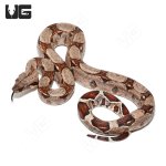 ug_baby_colombian_redtail_boa_2.jpg