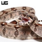 ug_baby_colombian_redtail_boa_1.jpg