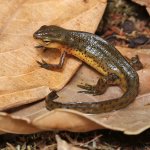 ug_Eastern_Newt_3.jpg