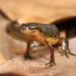 ug_Eastern_Newt_1.jpg