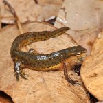 ug_Eastern_Newt_2.jpg