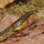 ug_Eastern_Newt_5.jpg
