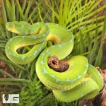 ug_Female_High_Blue_Manokwari_Green_Tree_Python_3.jpg