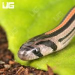 ug_CB_Baby_Striped_Kukri_Snake_4.jpg