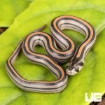 ug_CB_Baby_Striped_Kukri_Snake_3.jpg