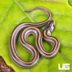 ug_CB_Baby_Striped_Kukri_Snake_2.jpg
