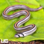 ug_CB_Baby_Striped_Kukri_Snake_1.jpg