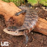 ug_Juvenile_Aru_Blue_Tongue_Skink_4.jpg