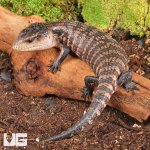 ug_Juvenile_Aru_Blue_Tongue_Skink_3.jpg