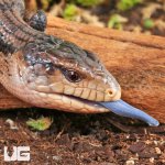 ug_Juvenile_Aru_Blue_Tongue_Skink_2.jpg