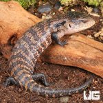 ug_Juvenile_Aru_Blue_Tongue_Skink_1.jpg