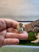 IMG_8534.jpeg