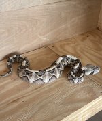 IMG_0284.jpeg