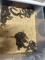 IMG_1895.jpeg