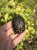 IMG_4015.jpeg