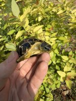 IMG_4016.jpeg